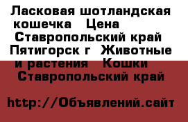 Ласковая шотландская кошечка › Цена ­ 2 000 - Ставропольский край, Пятигорск г. Животные и растения » Кошки   . Ставропольский край